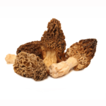 morels-mushroom